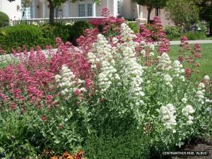 Centranthus ruber 'Albus' JPG